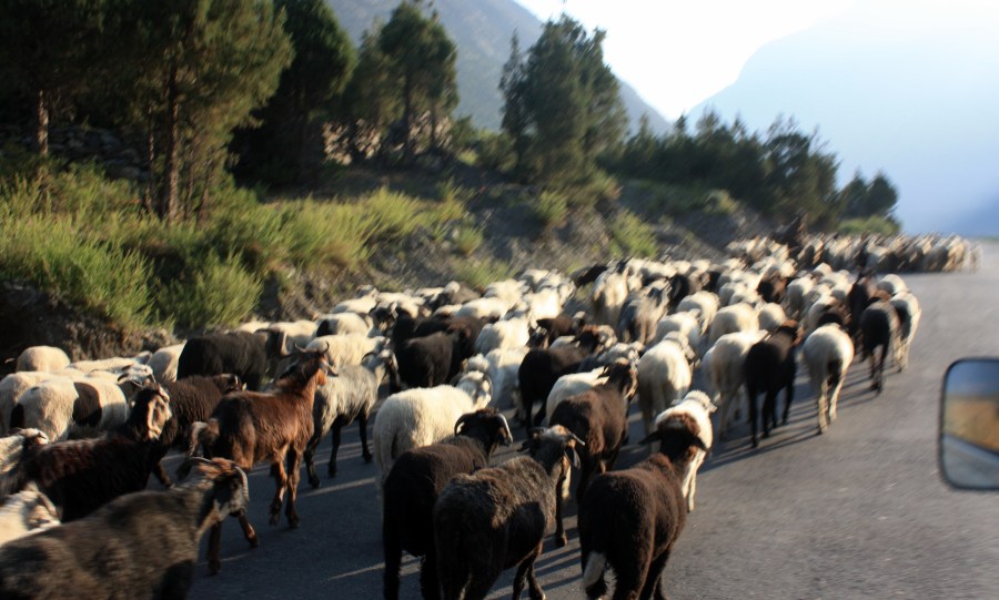 goats in the morning